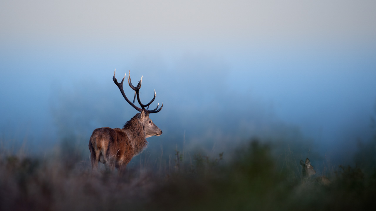 This photograph of a red deer in Europe at dawn is an artistic approach.